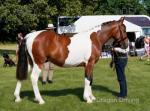 Rocco, Yearling Gelding 