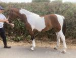 Rocco, Yearling Gelding 