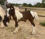 Heathwell Frilly Knickers, Filly Foal