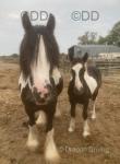 Heathwell Frilly Knickers, Filly Foal