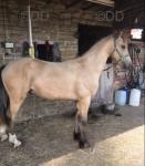 Glynarlyn Golden Comet, Welsh Section D Colt