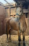 Glynarlyn Golden Comet, Welsh Section D Colt