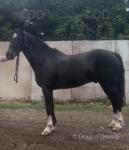 George, 14hh Ride and Drive Gelding 