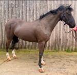 George, 14hh Ride and Drive Gelding 