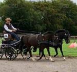 George, 14hh Ride and Drive Gelding 