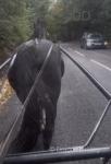 George, 14hh Ride and Drive Gelding 
