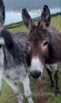 Jenny Donkeys in Foal 