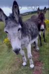 Jenny Donkeys in Foal 