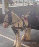 Driving Colt