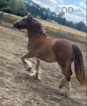 Dolly, 3 Year Old Filly