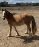 Dolly, 3 Year Old Filly
