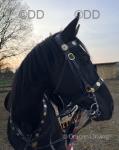 16.2hh Riding Stallion