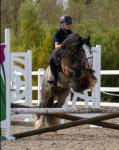 Arlo, 13hh Riding Gelding