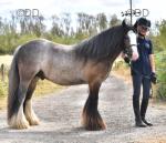 Arlo, 13hh Riding Gelding