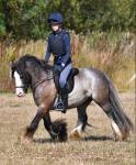 Arlo, 13hh Riding Gelding