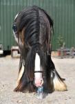 Arlo, 13hh Riding Gelding