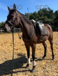 Thoroughbred Riding Filly
