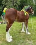 Candy, 2 Year Old Shire Filly