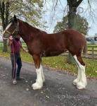 Candy, 2 Year Old Shire Filly