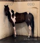 15.1hh Stallion