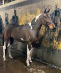 15.1hh Stallion