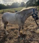 3 Year Old Welsh Section A Gelding