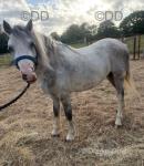 3 Year Old Welsh Section A Gelding