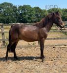 Kingsgarn Galaxy, 2 Year Old New Forest Colt