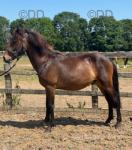 Kingsgarn Galaxy, 2 Year Old New Forest Colt