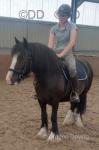 13.3hh 4 year old cob mare, ride and drive. Good to hack, quiet to ride. No vices. Good home wanted for her. 