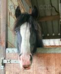 13.3hh Ride and Drive Mare