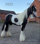 5 year old mare, ride & drive. 12.3hh black and white cob mare, suitable for someone looking for a lovely project. She is very green and still has a bit of work to do so she would suit a confident, capable home.