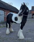 12.3hh Ride and Drive Mare