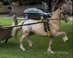 Here is Sunny Delite, my son's 3 year old 13hh half bred stepping pony. Ride and drive, palomino with a white splash blanket back, you will not get any better colour or markings.
