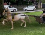 Sunny Delite, Ride and Drive Gelding