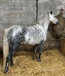 Bobby, 12.2hh DHP Gelding