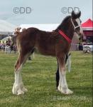 Colt Foal