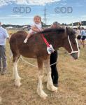 Colt Foal