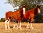 Clydesdale x Colt Foal