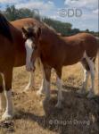 Clydesdale x Colt Foal