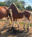 Clydesdale x Colt Foal