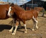 Clydesdale x Colt Foal