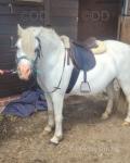 11hh Welsh Section A Riding Mare