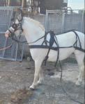 11hh Welsh Section A Riding Mare