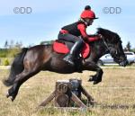 Lottie, Shetland Riding Mare