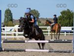 Lottie, Shetland Riding Mare