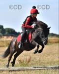 Lottie, Shetland Riding Mare