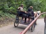 Driving Mare with Yearling Colt