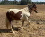Driving Mare with Yearling Colt