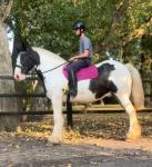 Bertie, 15hh Riding Gelding